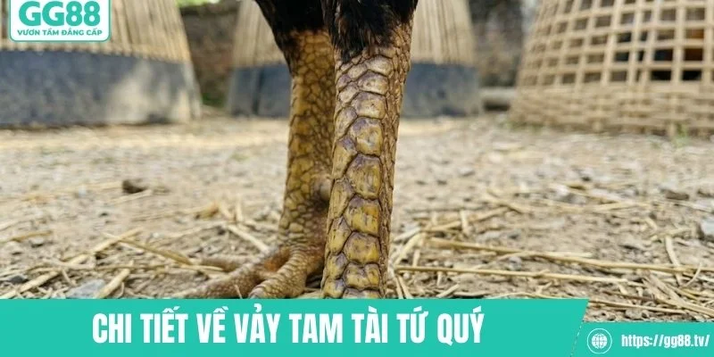Chi tiết về vảy tam tài tứ quý