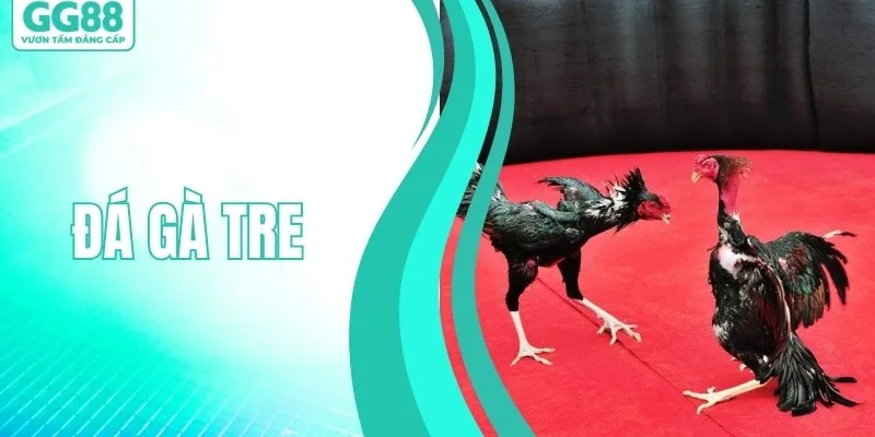 Đá Gà Tre - Đấu Trường Chọi Kê Nảy Lửa Ngập Tràn Kịch Tính