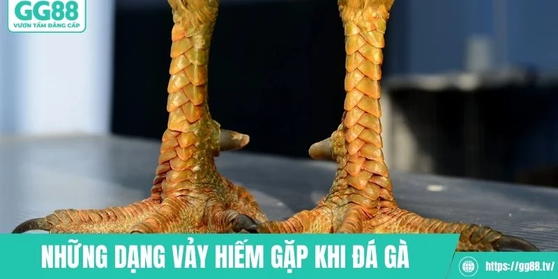 Những dạng giáp chân hiếm gặp trong giới chọi kê